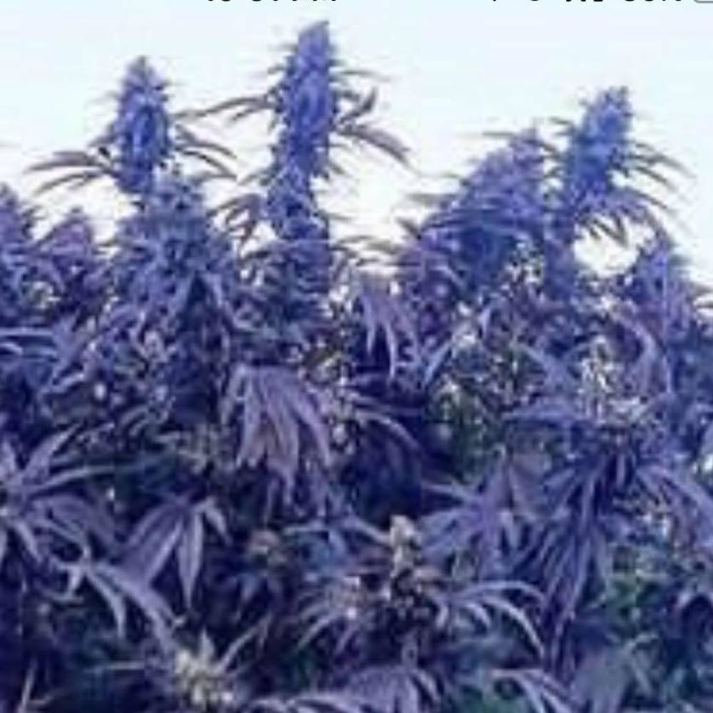 Meet your Posher, Troy